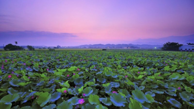 Những điểm đến ngắm hoa lý tưởng được Cục du lịch Đài Loan đề xuất tham quan vào mùa hè 2024